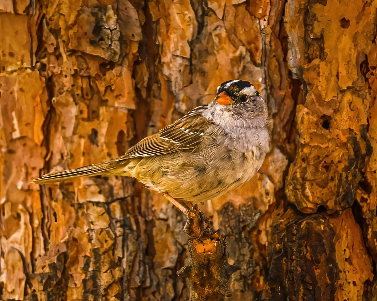 Sparrows, Titmice, Finches - Texas Photo Man